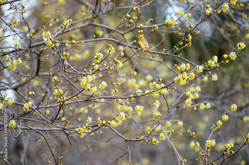 黄色い花を咲かせた蝋梅の木 © ykimura65
