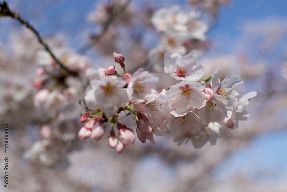 Sakura Sakura