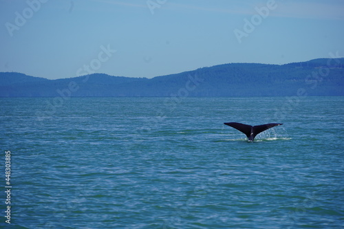ホエールウオッチング クジラ 尾びれ レジャー 海 楽しい 夏休み バンクーバー 海の哺乳類