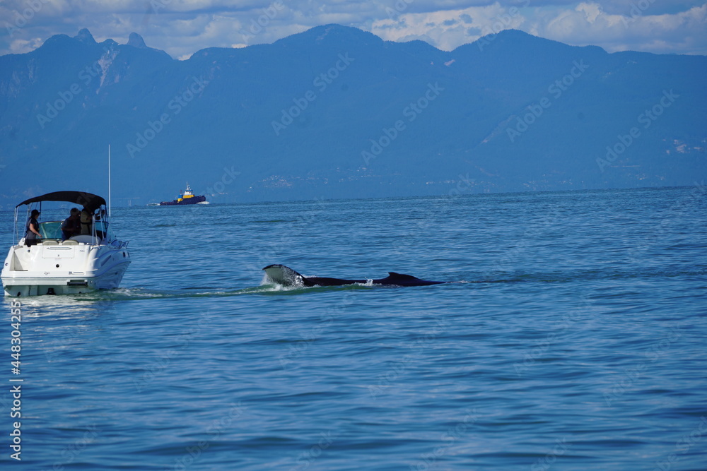 Obraz premium ホエールウオッチング 鯨 大海原 大型哺乳動物 レジャー バンクーバー