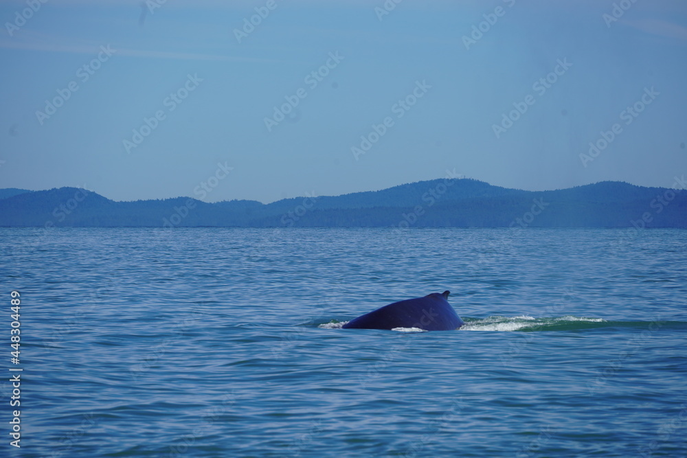 Fototapeta premium ホエールウオッチング クジラ 背びれ 鯨 レジャー 海 楽しい 夏休み バンクーバー 水面 海の哺乳類