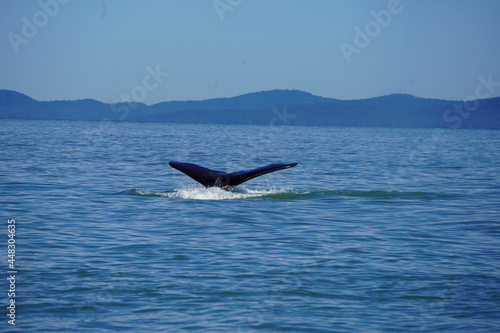 ホエールウオッチング　クジラ　尾びれ　レジャー　海　楽しい　夏休み　バンクーバー © Yuko