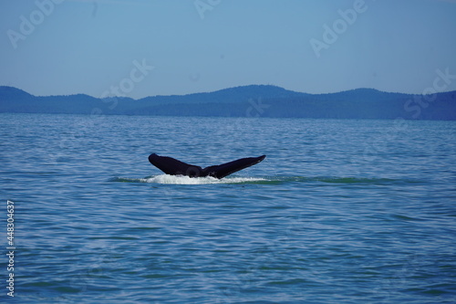 ホエールウオッチング クジラ 尾びれ レジャー 海 楽しい 夏休み バンクーバー