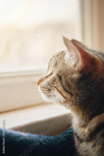 Tabby cat looks out window at street with interest. Sunlight. Pussycat is sitting in pet bed near windowsill. Close-up portrait of animal.