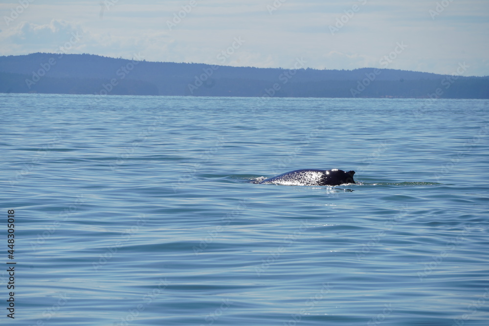 Fototapeta premium ホエールウオッチング クジラ 背びれ 鯨 レジャー 海 楽しい 夏休み バンクーバー 水面