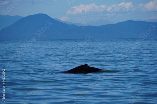 ホエールウオッチング クジラ 背びれ 鯨 レジャー 海 楽しい 夏休み バンクーバー 水面