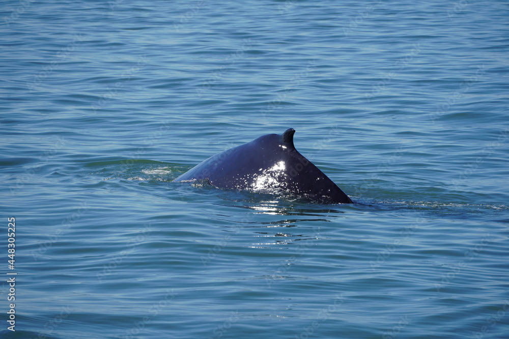 Obraz premium ホエールウオッチング クジラ 背びれ 鯨 レジャー 海 楽しい 夏休み バンクーバー 水面