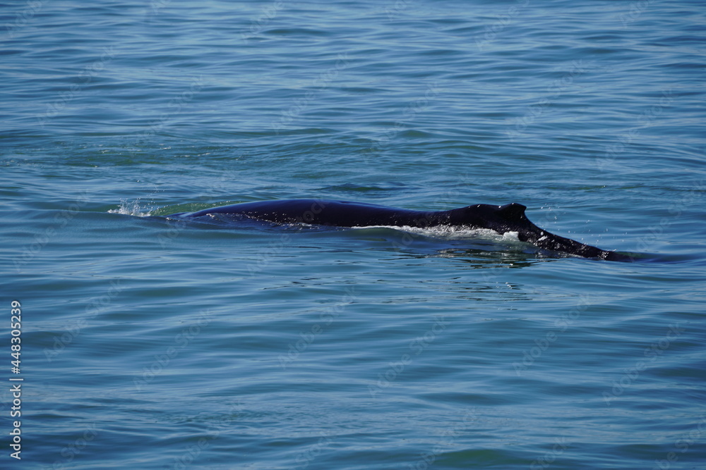 Obraz premium ホエールウオッチング クジラ 背びれ 鯨 レジャー 海 楽しい 夏休み バンクーバー 水面