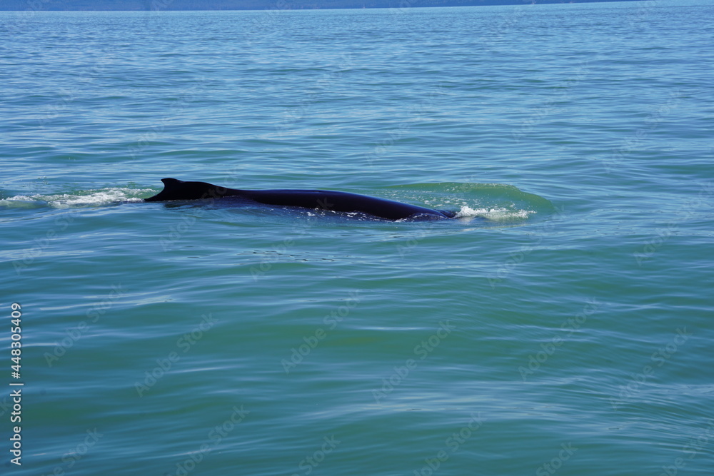 Obraz premium ホエールウオッチング クジラ 背びれ 鯨 レジャー 海 楽しい 夏休み バンクーバー 水面