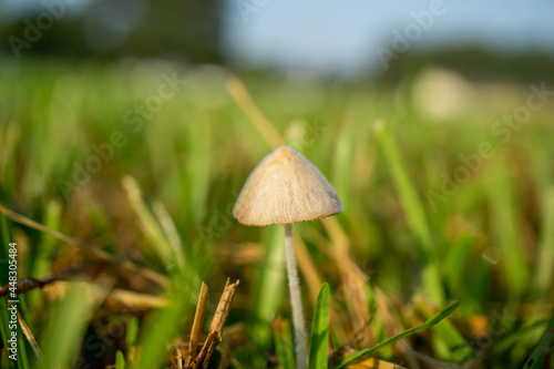 Close up mushroom in the grass