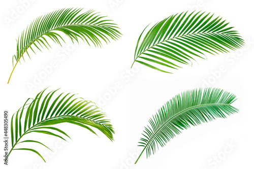 Set of Green leaves of palm isolated on white background. © Suraphol