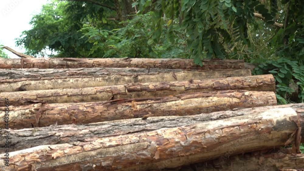 Slow pan from trees with sky to big wood tree log or timber stack in the forest Slow pan from trees with sky to big wood tree log or timber stack in the forest