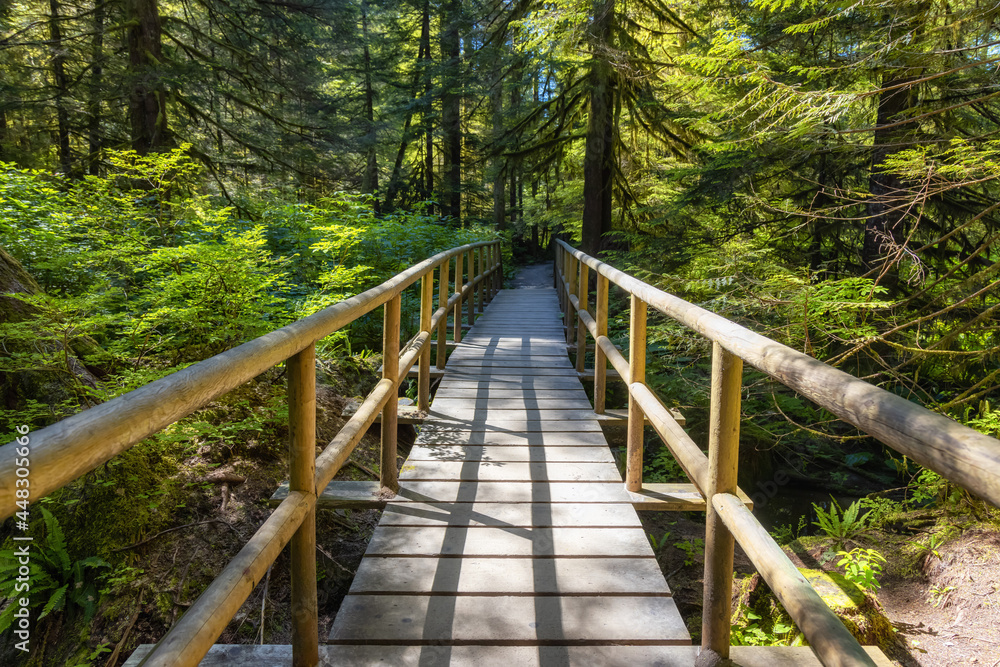 Lynn Canyon Park, North Vancouver, British Columbia, Canada. Beautiful Wooden Hiking Trail in the Rainforest. Sunny Summer Morning.