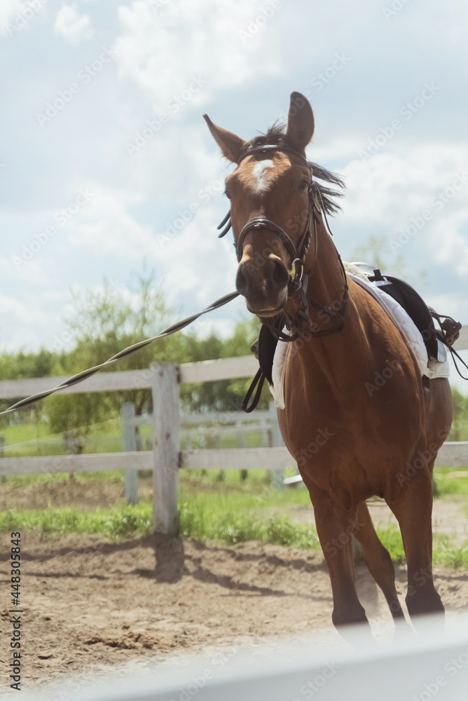 Fototapeta premium A Dark brown horse being lunge trained during the daytime. Running along the wooden fence in the sandy arena. Horse routine exercises. Lunging exercise. Cloudy sky in the background.