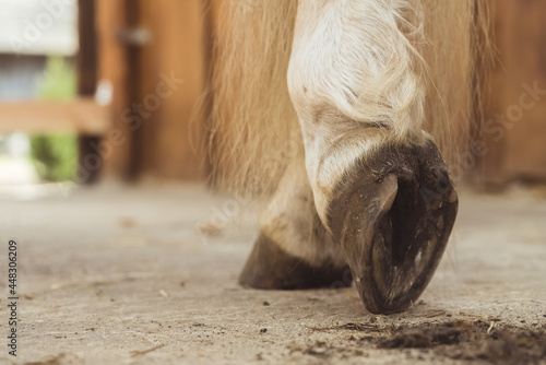 Close-up view of horse hoof just being cleaned. The dust from the hoof can be seen on the ground. Palomino horse leg view. Low angle shot. photo