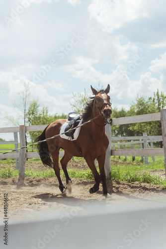 A Dark brown horse being lunge trained during the daytime. Running along the wooden fence in the sandy arena. Horse routine exercises. Lunging exercise. Cloudy sky in the background.