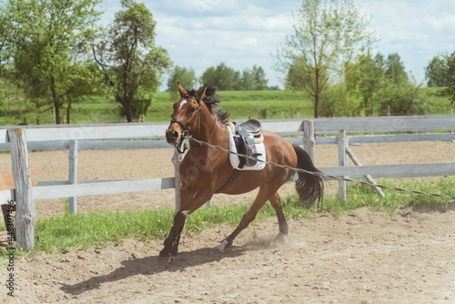 A Dark brown horse being lunge trained during the daytime. Running along the wooden fence in the sandy arena. Horse routine exercises. Lunging exercise. Low angle shot. Cloudy sky in the background.