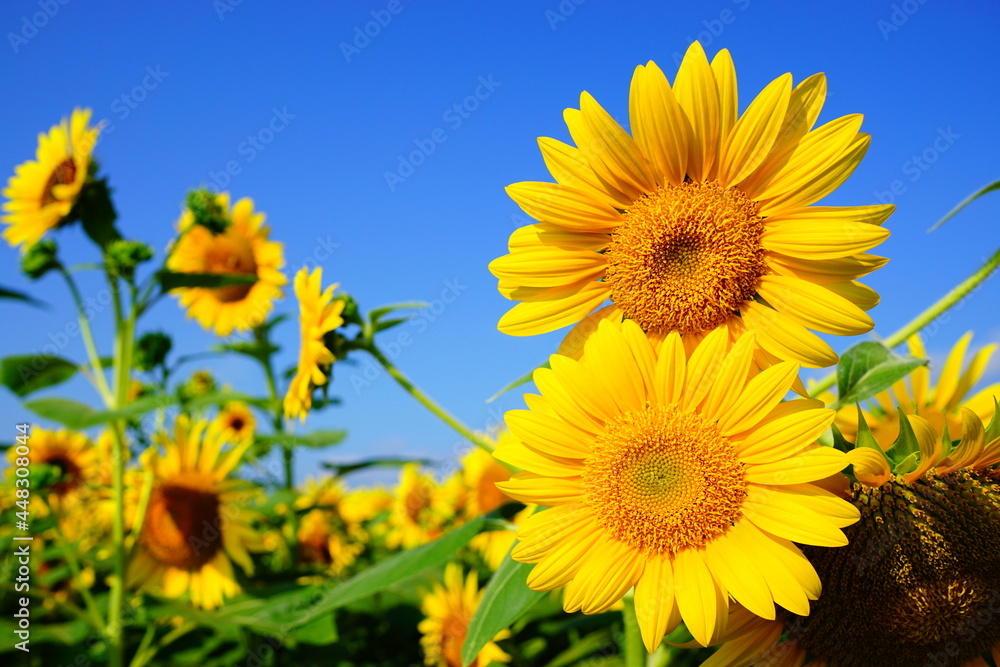 Fototapeta premium ひまわり畑