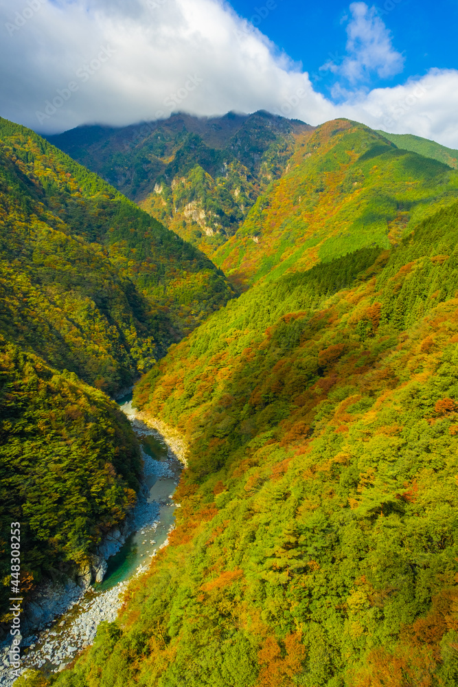 【徳島県】山肌が赤く色づく秋の祖谷渓の様子
