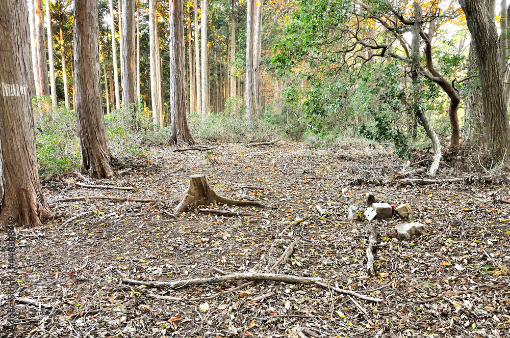 奥武蔵 名栗金比羅山の山頂 金比羅山は蕨山から続くなだらかな金比羅尾根の東端に位置し、名栗湖の東に見える頂。三角点のある山頂は登山道上にはなく、山頂の西側にある道標から東に僅かに登り返した場所にある。
山頂は樹林に囲まれ展望はなく、山頂中央の三角点の柱石がすぐに目に入る。
奥武蔵 名栗金比羅山の山頂 金比羅山は蕨山から続くなだらかな金比羅尾根の東端に位置し、名栗湖の東に見える頂。三角点のある山頂は登山道上にはなく、山頂の西側にある道標から東に僅かに登り返した場所にある。
山頂は樹林に囲まれ展望はなく、山頂中央の三角点の柱石がすぐに目に入る。