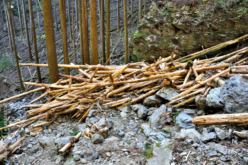 奥武蔵 蕨山 森の倒木 奥武蔵 蕨山 森の倒木