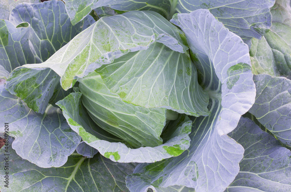 Top view of fresh organic cabbage vegetable in the farm ready for harvesting. Concept of agricutural plantation or vegan food production Top view of fresh organic cabbage vegetable in the farm ready for harvesting. Concept of agricutural plantation or vegan food production