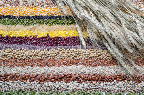 Dry organic wheat ear bundle on variety kinds of natural cereal and grain seed stripe background, for healthy food ingredient or agricultural product concept
