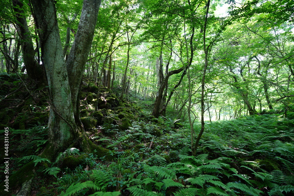 a lively dense forest in summer