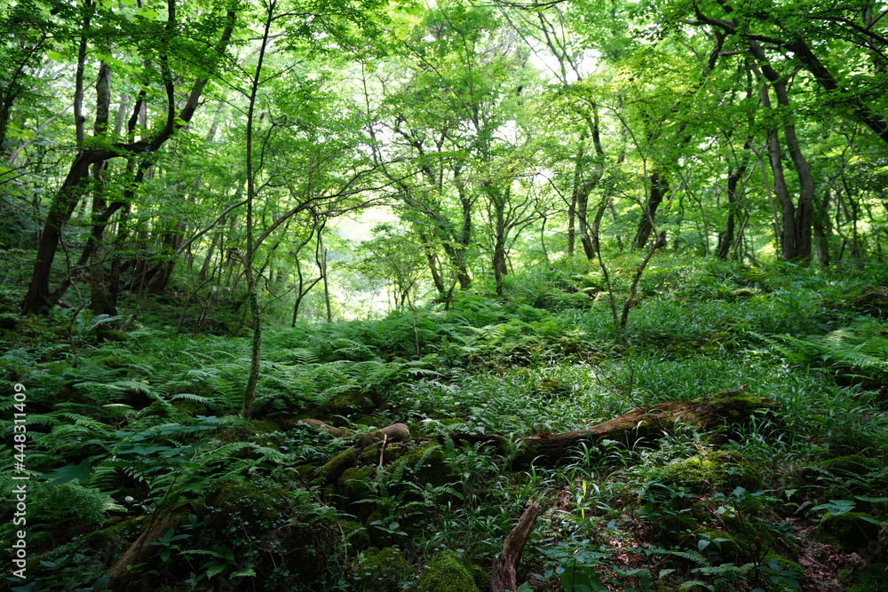 a lively dense forest in summer a lively dense forest in summer