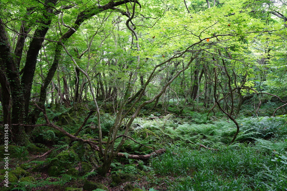 a lively dense forest in summer a lively dense forest in summer