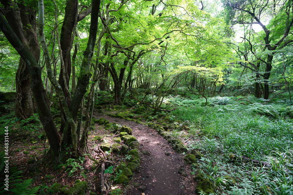 a refreshing summer forest with a path a refreshing summer forest with a path