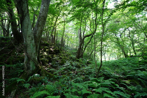 a lively dense forest in summer