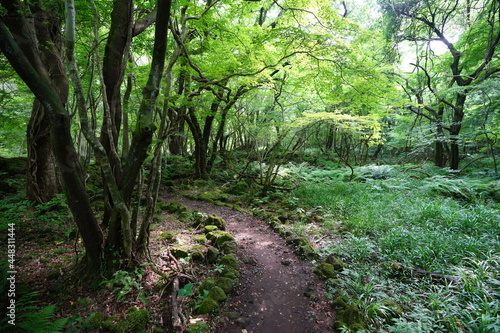 a refreshing summer forest with a path