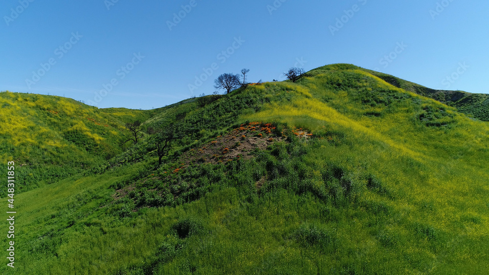 Green flowery Field Blue Sky Malibu, Santa Monica Mountains, Agoura Hills, Calabasis Aerial