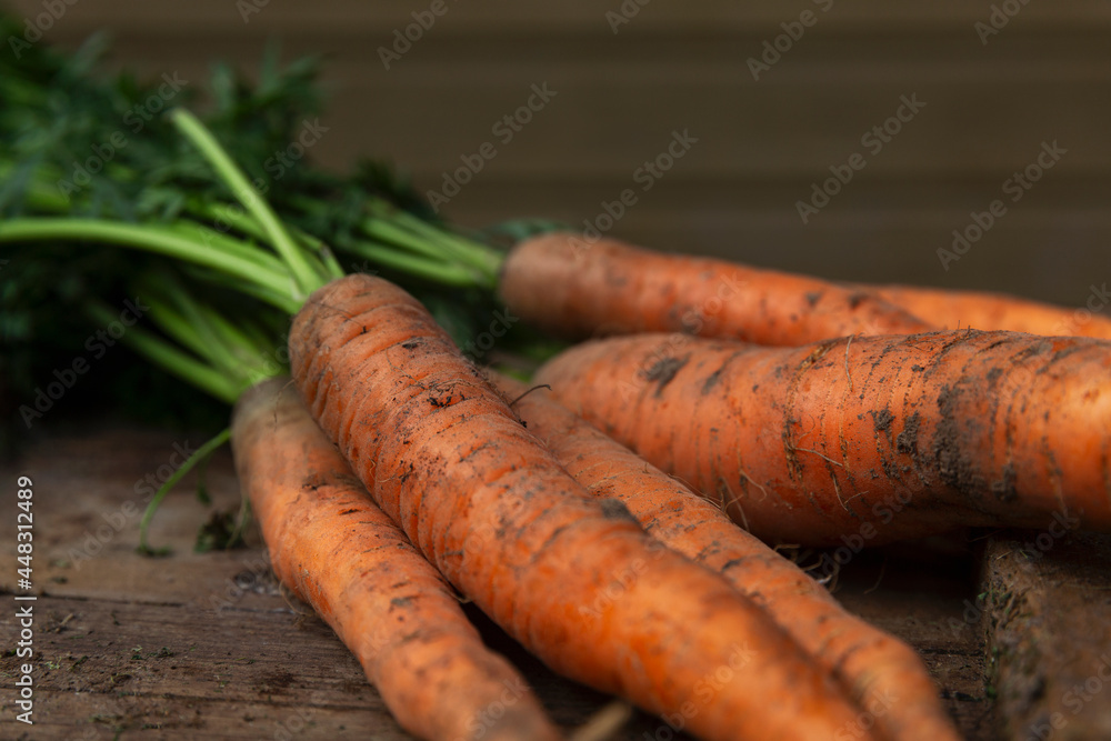 Harvest fresh young carrots with tops. Healthy food and vitamins. Close-up. Vertical. Harvest fresh young carrots with tops. Healthy food and vitamins. Close-up. Vertical.