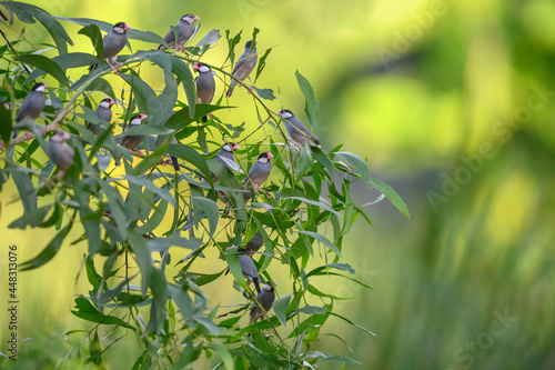 Flock of birds perched on a branch, (Java sparrow, Java finch)