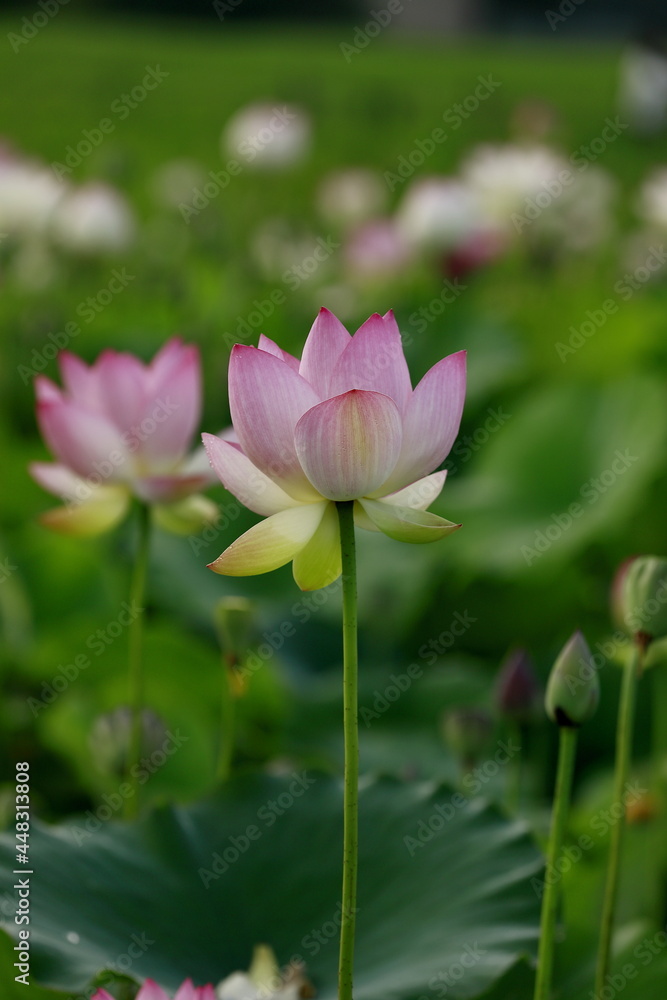 日本の蓮の花