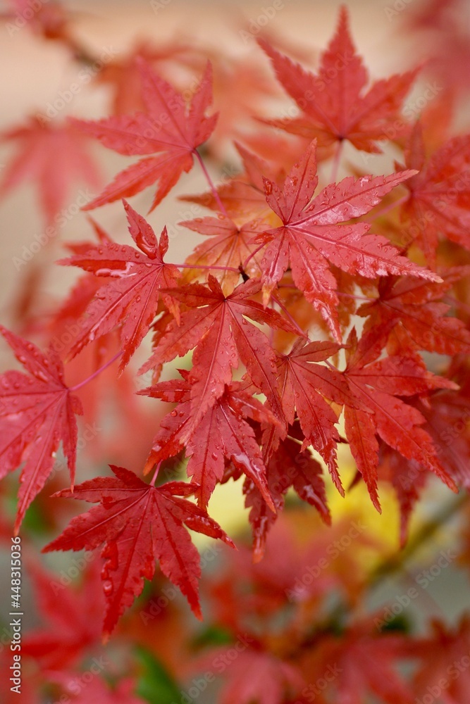 紅葉したモミジ