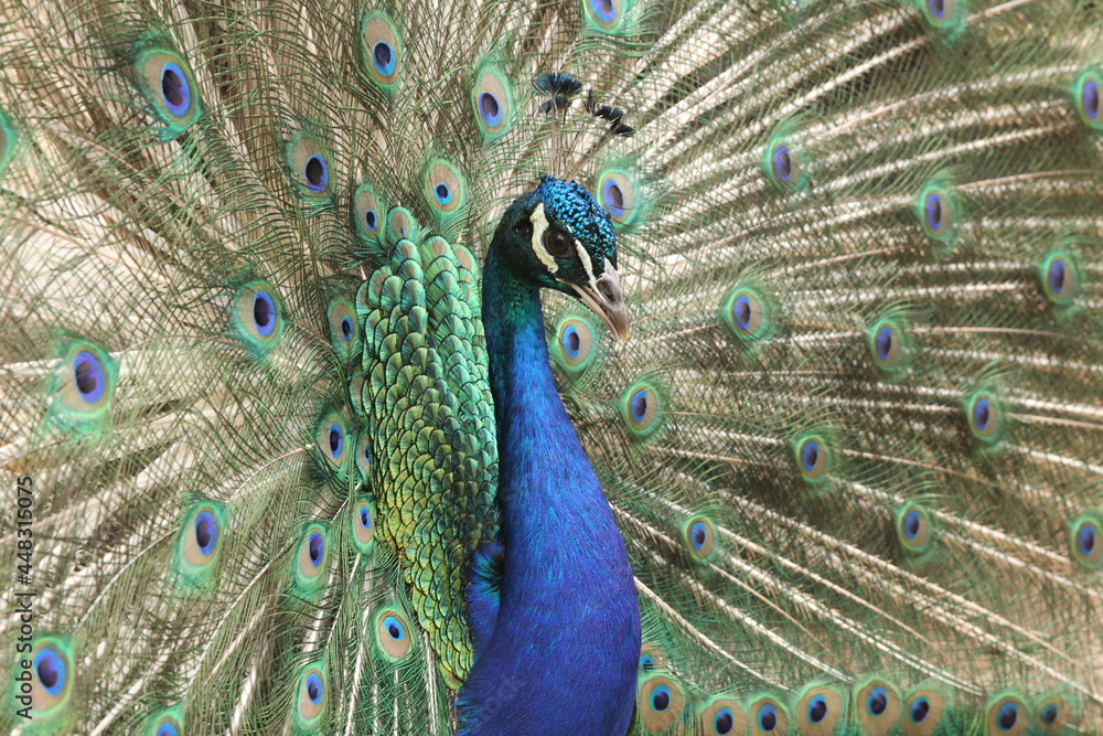 Fototapeta premium peacock
