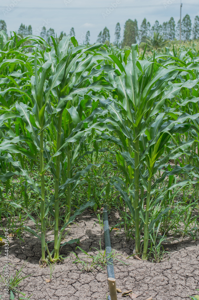 Corn farm concept. Green corn field ,Farm corn organic food.The fresh green corn field with leaves and flowers in the farm of the light blue sky of the sunny day Corn farm concept. Green corn field ,Farm corn organic food.The fresh green corn field with leaves and flowers in the farm of the light blue sky of the sunny day