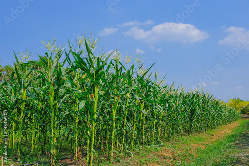 Corn farm concept. Green corn field ,Farm corn organic food.The fresh green corn field with leaves and flowers in the farm of the light blue sky of the sunny day