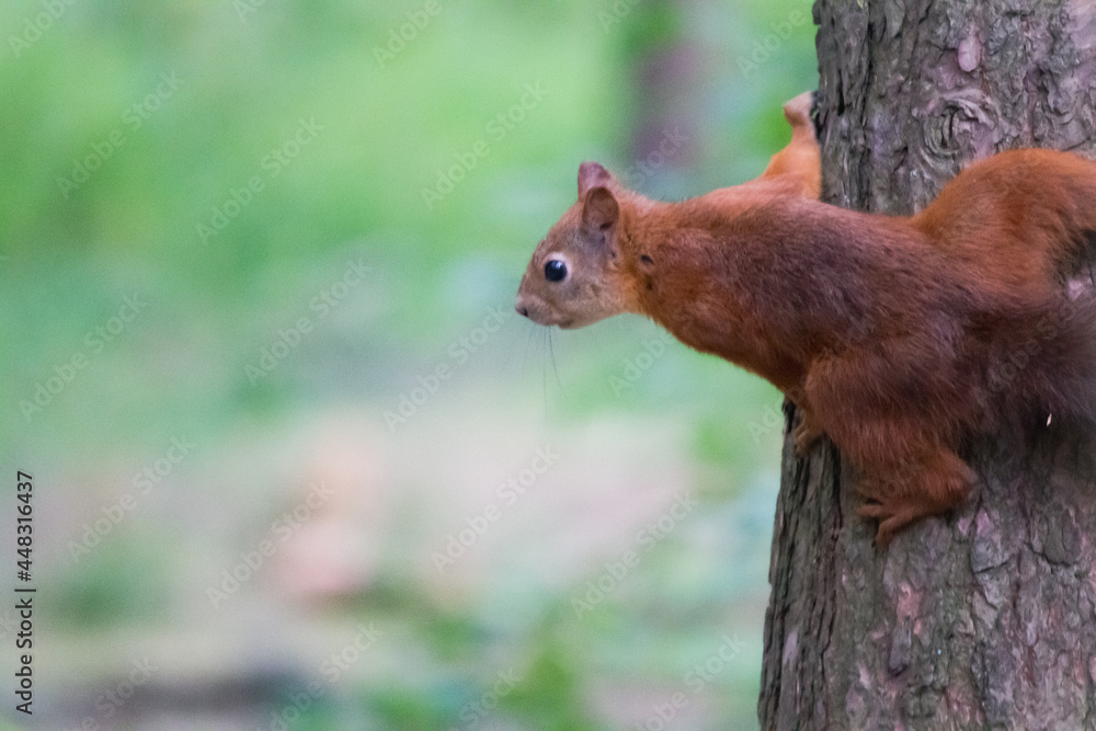 squirrel on a tree squirrel on a tree