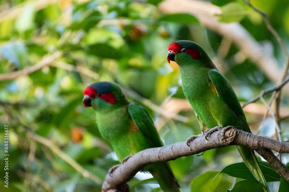 Obraz premium green winged parrot