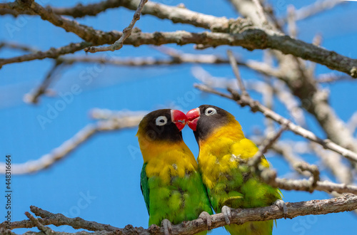 lovebirds