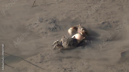 Close view of two neohelice granulata crabs crawling in muddy water photo