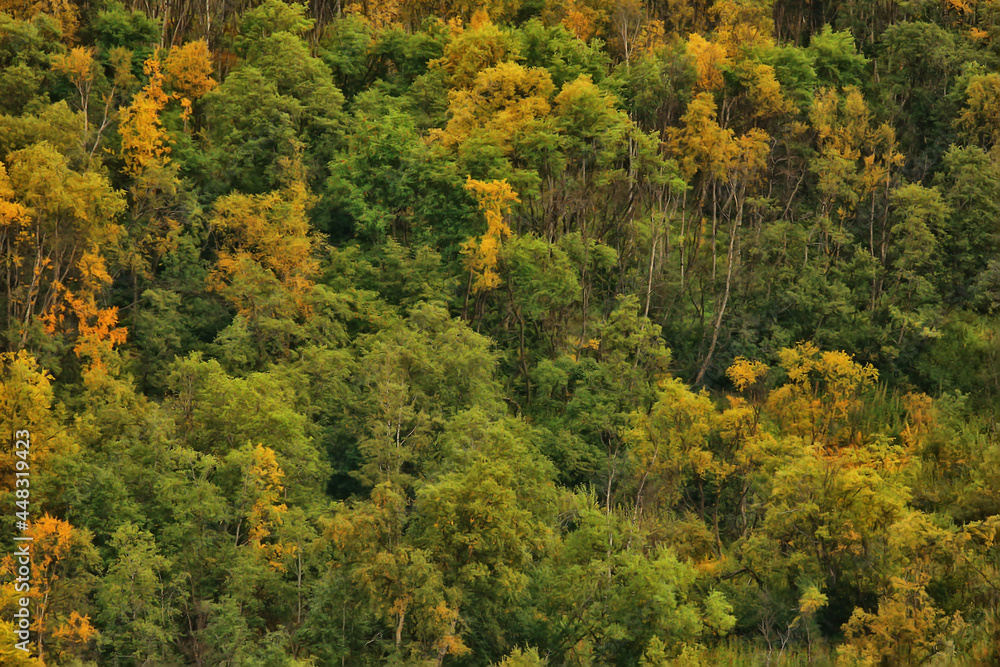 abstract background texture of autumn forest, yellow trees pattern landscape view