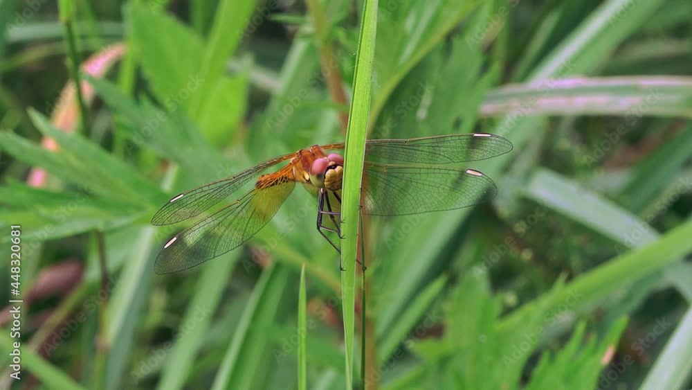 The common dragonfly (Sympetrum vulgatum) sits on a blade of grass. The common dragonfly (Sympetrum vulgatum) sits on a blade of grass.