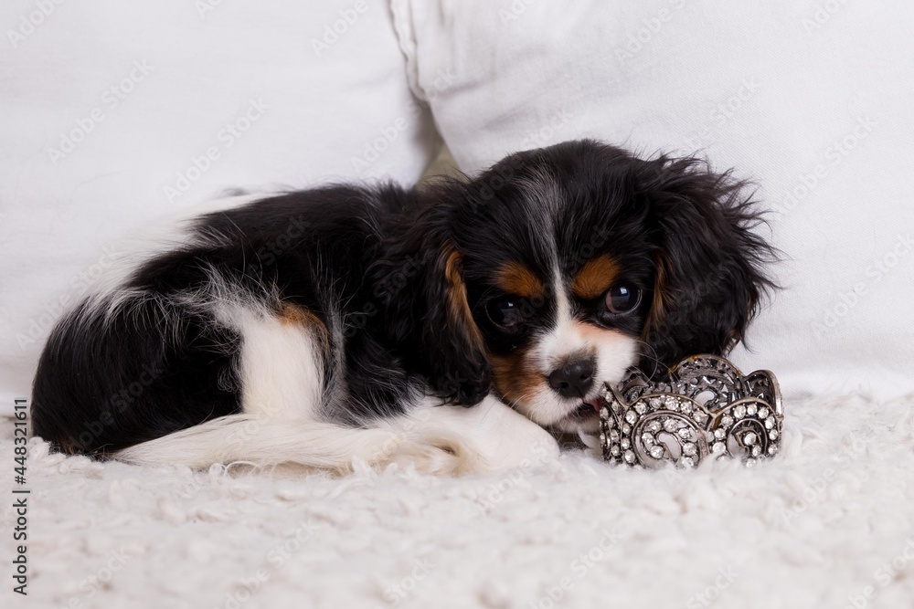 The beautiful King Charles Cavalier puppy