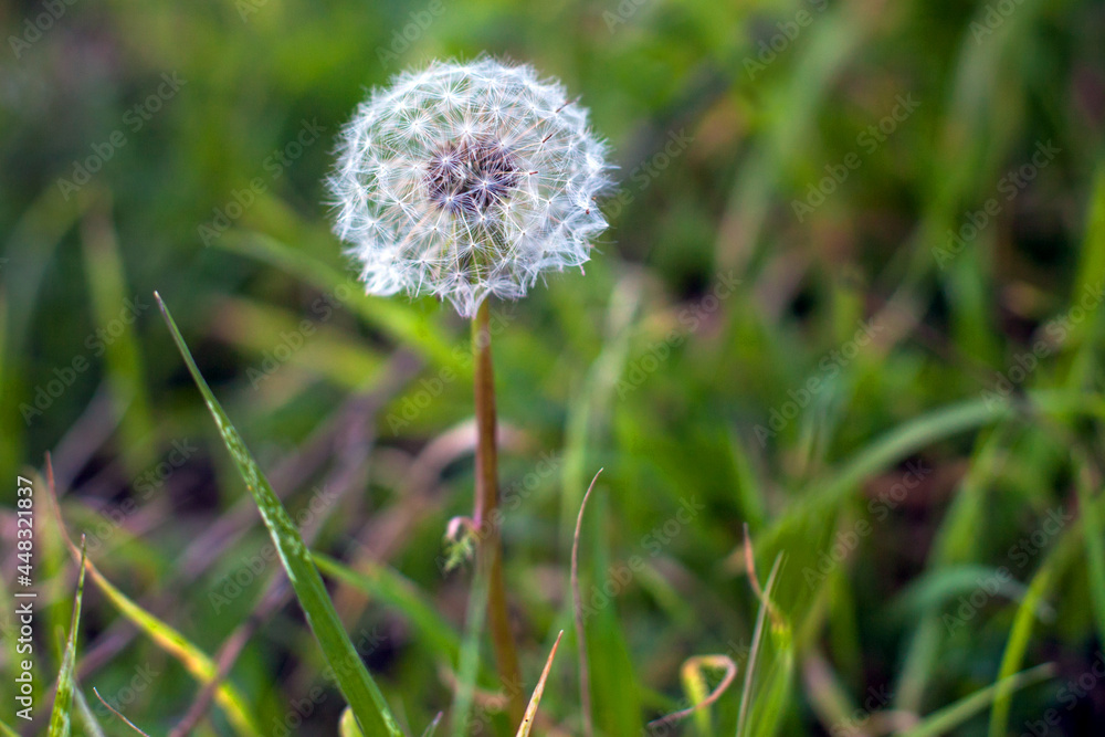 Close up of a dandelion, California, United States. Close up of a dandelion, California, United States.