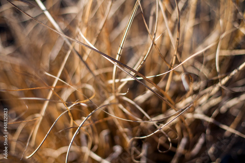 Close up of a dry grass, California, United States.